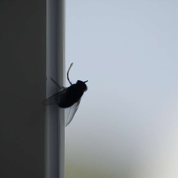 Symbolique de la Mouche : Significations et Interprétations