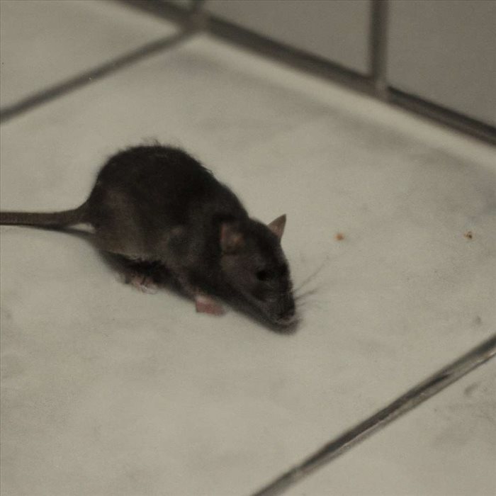 Rat à la Maison : Signes, Dangers et Solutions Préventives